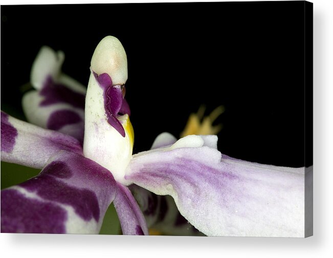 Orchid Acrylic Print featuring the photograph Exotic Orchid Flower #3 by C Ribet