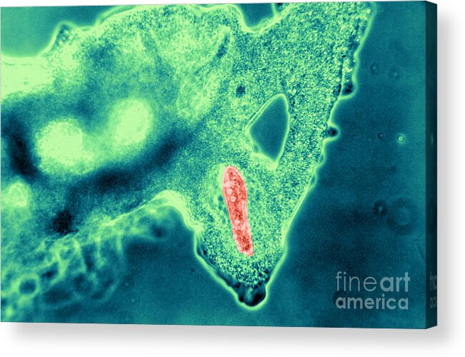 Amoeba Acrylic Print featuring the photograph Light Micrograph Of Amoeba Catching #3 by Eric V. Grave