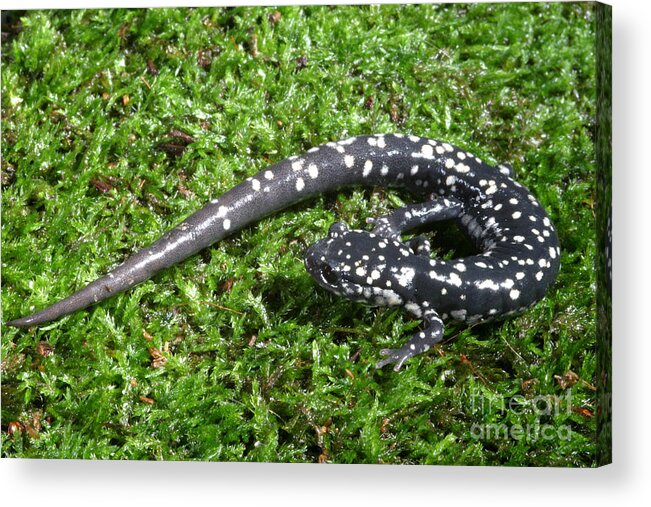 Animal Acrylic Print featuring the photograph Slimy Salamander #3 by Ted Kinsman