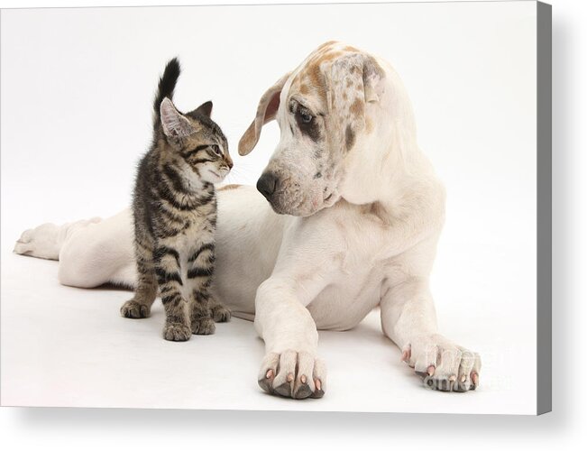 Animal Acrylic Print featuring the photograph Tabby Kitten & Great Dane Pup #3 by Mark Taylor