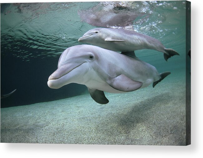 00087616 Acrylic Print featuring the photograph Bottlenose Dolphin Underwater Pair #4 by Flip Nicklin