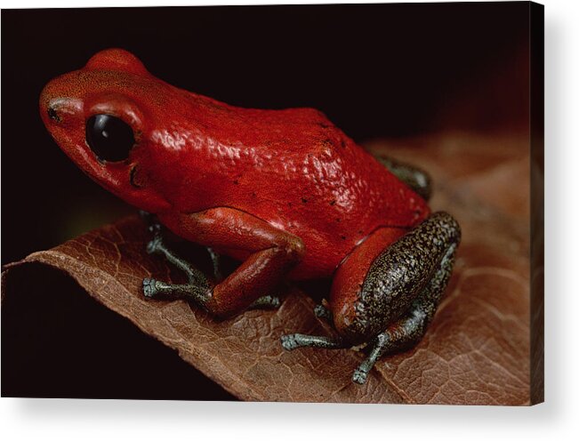 Mp Acrylic Print featuring the photograph Strawberry Poison Dart Frog Dendrobates by Mark Moffett