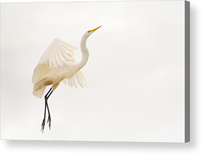 Birds Acrylic Print featuring the photograph Untitled #42 by Bill Martin