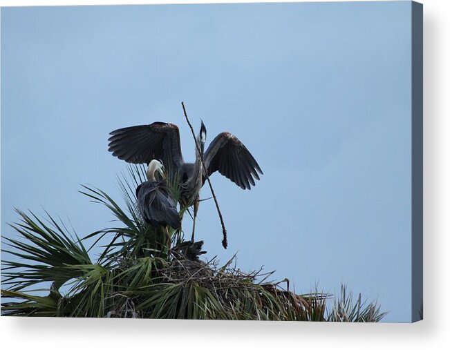  Acrylic Print featuring the photograph Blue Heron #5 by Jeanne Andrews