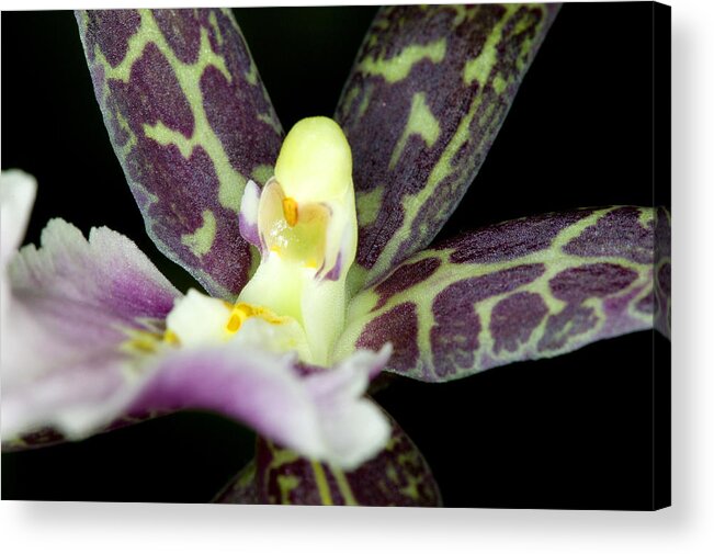 Ribet Acrylic Print featuring the photograph Orchid Flower Bloom #5 by C Ribet