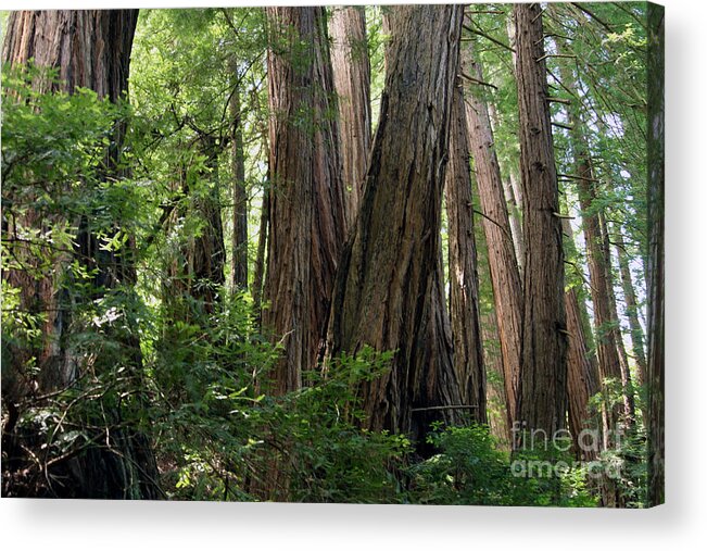 Coast Redwood Acrylic Print featuring the photograph Redwoods Sequoia Sempervirens #5 by Ted Kinsman