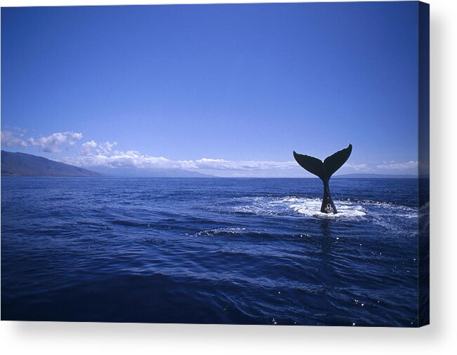 00129930 Acrylic Print featuring the photograph Humpback Whale Tail Lobbing by Flip Nicklin