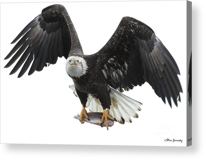 Bald Eagles Acrylic Print featuring the photograph Bald Eagle #79 by Steve Javorsky