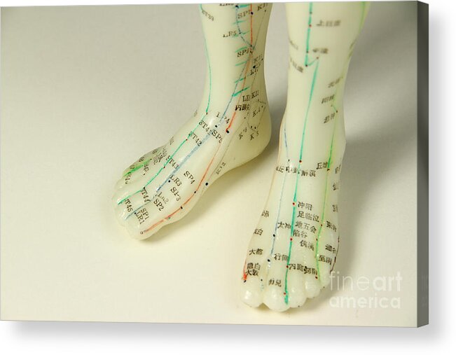 Acupuncture Body Model Acrylic Print featuring the photograph Acupuncture Model #9 by Photo Researchers, Inc.