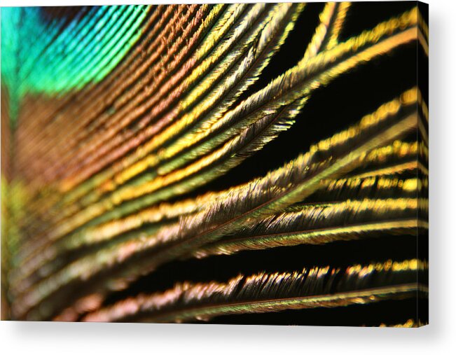 Pfau Acrylic Print featuring the photograph Peacock Feather #9 by Falko Follert