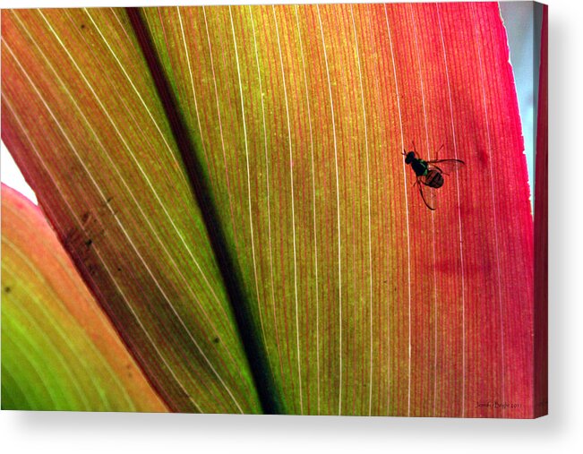 Insects Acrylic Print featuring the photograph A Bee in the Ti by Jennifer Bright Burr
