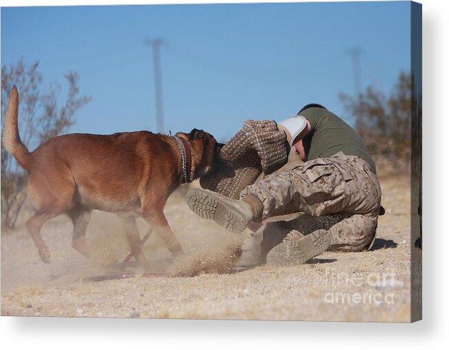 Marine Corps Air Ground Combat Center Acrylic Print featuring the photograph A Dog Handler Works On Take-down by Stocktrek Images