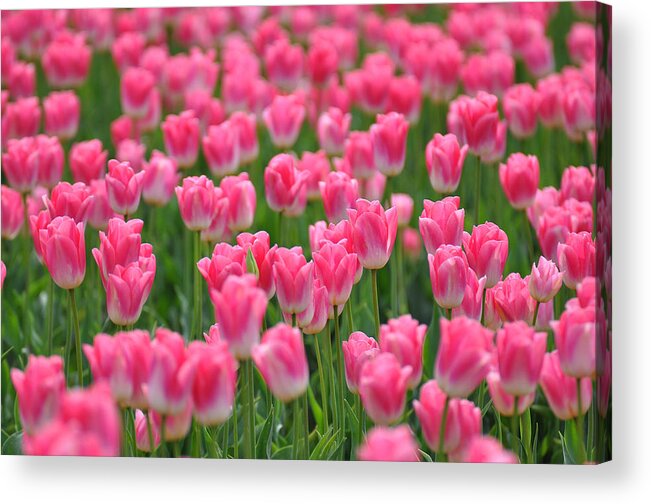 Pink Flowers Acrylic Print featuring the photograph A Field of Pink Tulips by Ronda Broatch