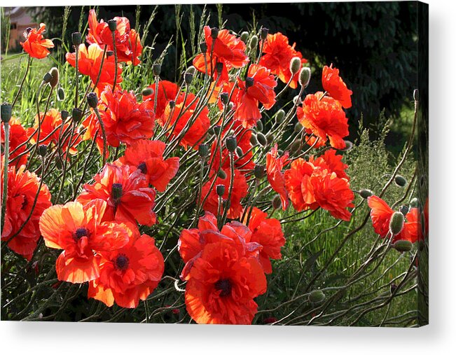Brillient Poppies Alongside The Road. Acrylic Print featuring the photograph A Gathering of Poppies by Patricia Haynes