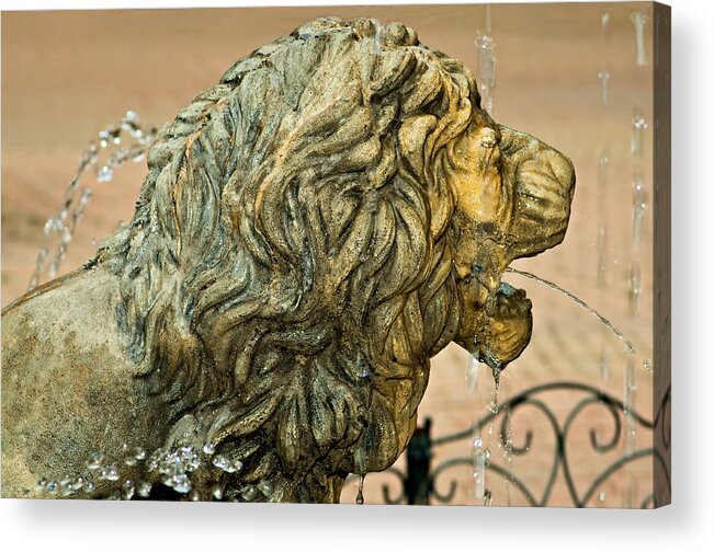 Lion Acrylic Print featuring the photograph A Lion in Summer by Steve Harrington