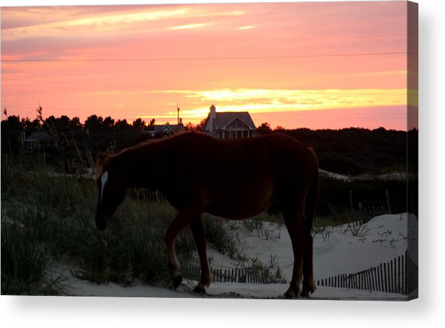 Wild Spanish Mustang Acrylic Print featuring the photograph A Perfect Sunset at the Beach by Kim Galluzzo