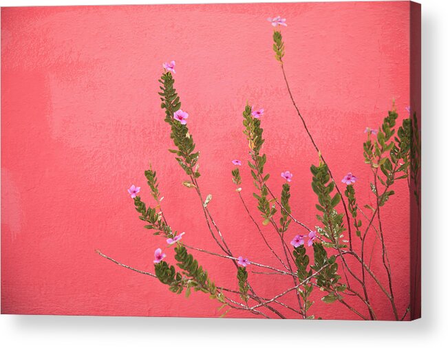 Building Acrylic Print featuring the photograph A Pink Flowering Plant Growing Beside A by Stuart Westmorland