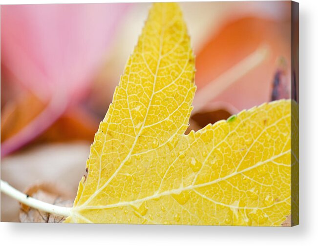 Yellow Acrylic Print featuring the photograph A Taste of Autumn by Margaret Pitcher