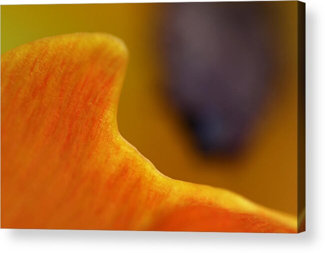 Abstract Acrylic Print featuring the photograph Abstract Tulip Photography Art by Juergen Roth