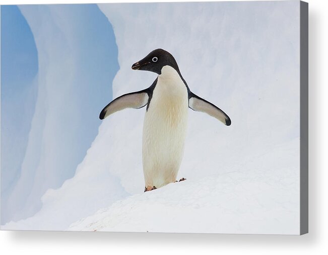 00761806 Acrylic Print featuring the photograph Adelie Penguin On Iceberg by Suzi Eszterhas