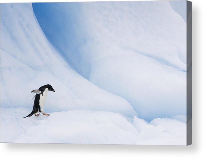00761841 Acrylic Print featuring the photograph Adelie Penguin Walking On Iceberg by Suzi Eszterhas