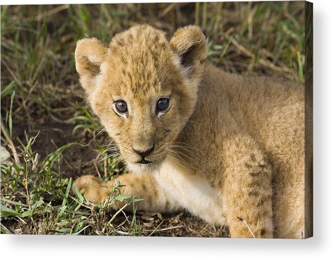 00761268 Acrylic Print featuring the photograph African Lion Panthera Leo Five Week Old by Suzi Eszterhas