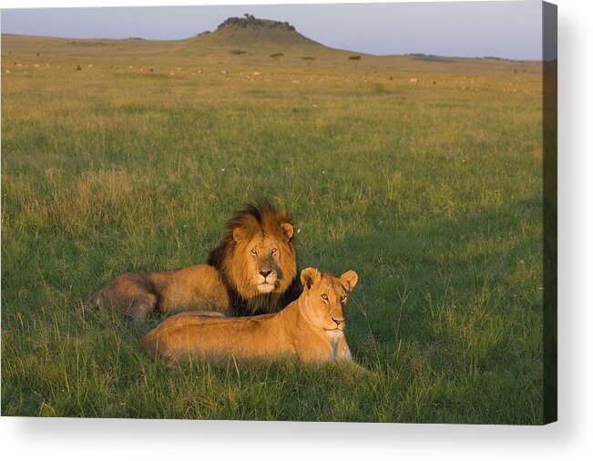 Mp Acrylic Print featuring the photograph African Lion Panthera Leo Male by Suzi Eszterhas
