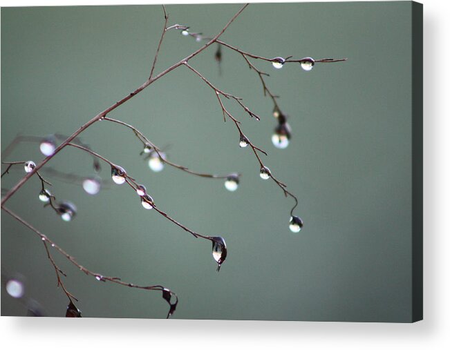 Rain Acrylic Print featuring the photograph After the Rain by Cathie Douglas