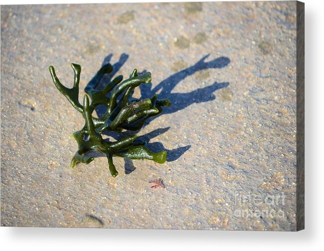 Codium Acrylic Print featuring the photograph All Washed Up by Lynda Dawson-Youngclaus