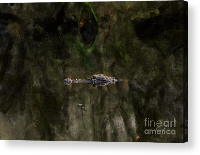 Alligator Acrylic Print featuring the photograph Alligator in swamp by Dan Friend