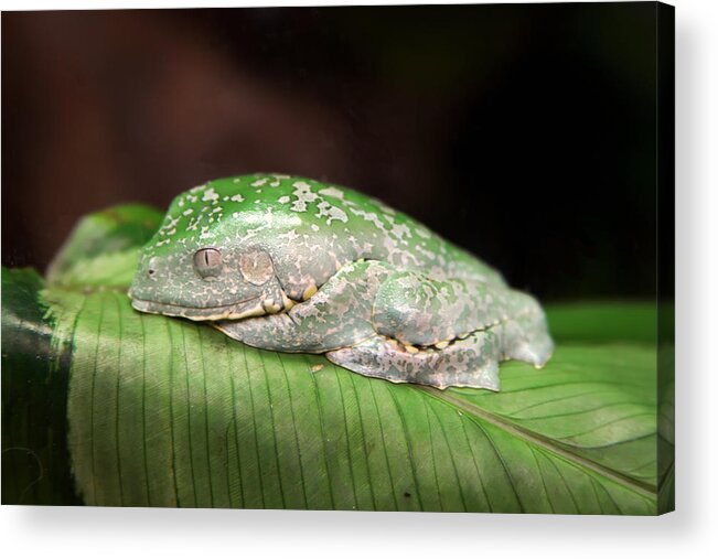 Granger Photography Acrylic Print featuring the photograph Amazon Leaf Frog by Brad Granger