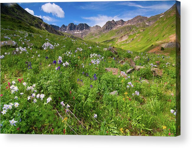 Colorado Acrylic Print featuring the photograph American Basin Wildflowers by Steve Stuller