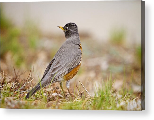 American Robin Acrylic Print featuring the photograph American Robin Portrait by James BO Insogna