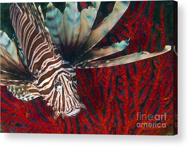 Atlantic Ocean Acrylic Print featuring the photograph An Invasive Indo-pacific Lionfish by Karen Doody