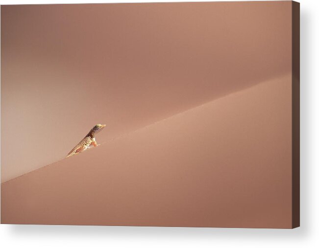 Mp Acrylic Print featuring the photograph Anchietas Desert Lizard Meroles by Gerry Ellis