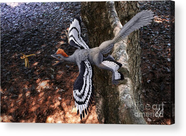 Paleoart Acrylic Print featuring the digital art Anchiornis huxleyi by Julius Csotonyi