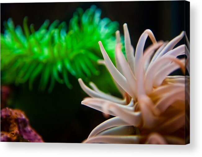 Sea Acrylic Print featuring the photograph Anemone by Joseph Bowman