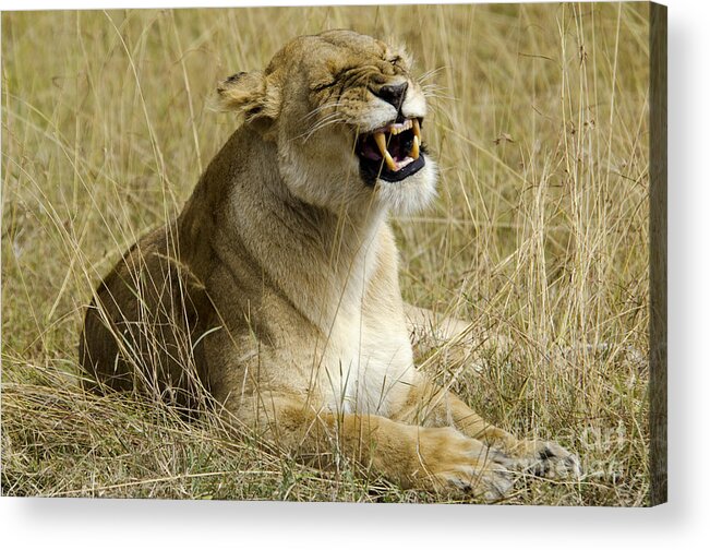 Lion Acrylic Print featuring the digital art Angry Lioness by Pravine Chester