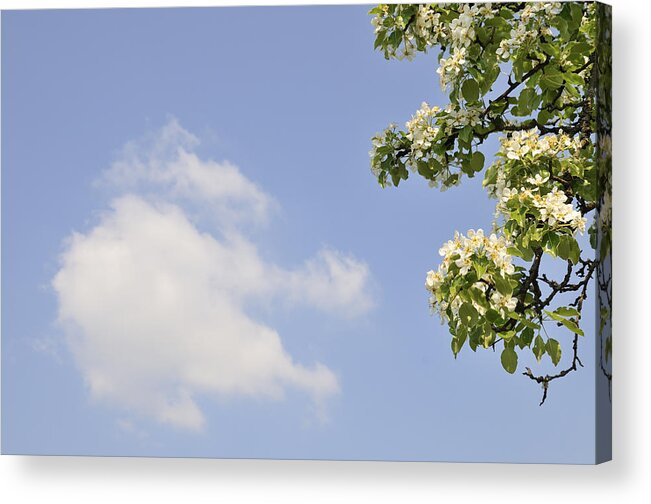 Spring Acrylic Print featuring the photograph Apple blossom and blue sky with cloud in spring by Matthias Hauser