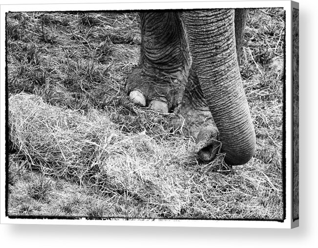 Animals Acrylic Print featuring the photograph Asian Elephanty by Perla Copernik