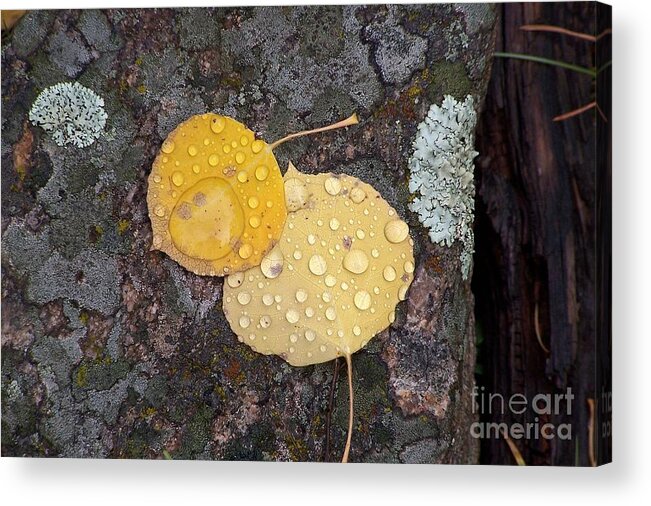 Aspen Leaves Acrylic Print featuring the photograph Aspen Tears by Dorrene BrownButterfield