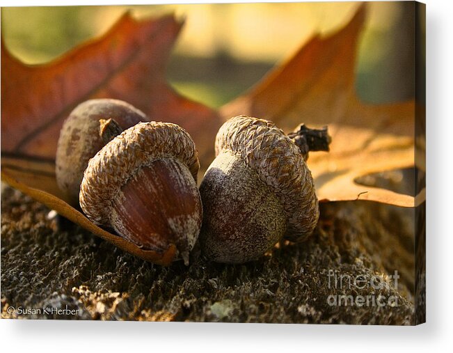 Outdoors Acrylic Print featuring the photograph Autumn Acorns by Susan Herber