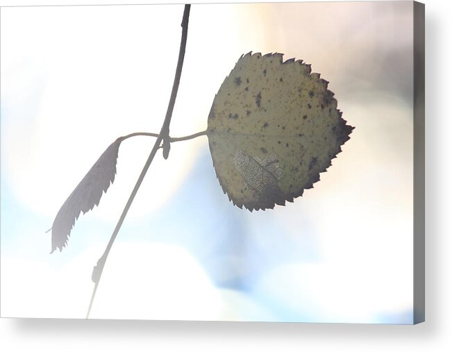 Birch Acrylic Print featuring the photograph Autumn colored birch leaf by Ulrich Kunst And Bettina Scheidulin