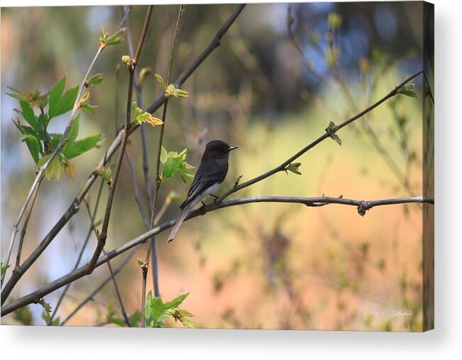 Black Phoebe Acrylic Print featuring the photograph Autumn Eyes by Amy Gallagher