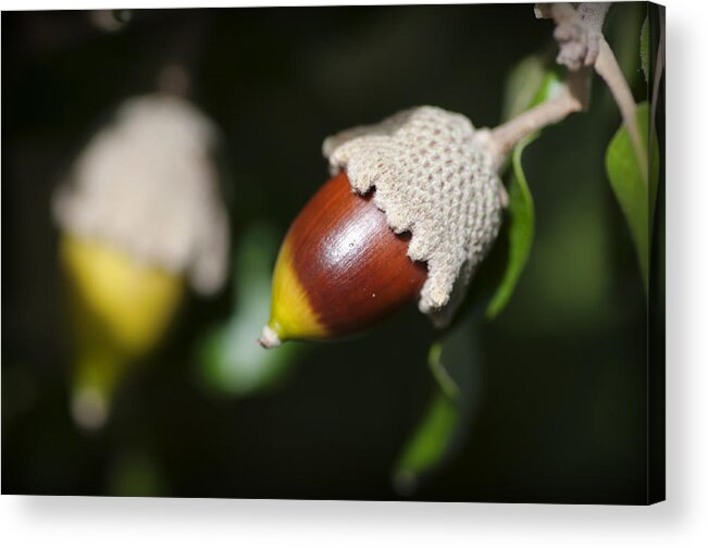 Menorca Acrylic Print featuring the photograph autumn fruits - Mediterranean acorn macro by Pedro Cardona Llambias