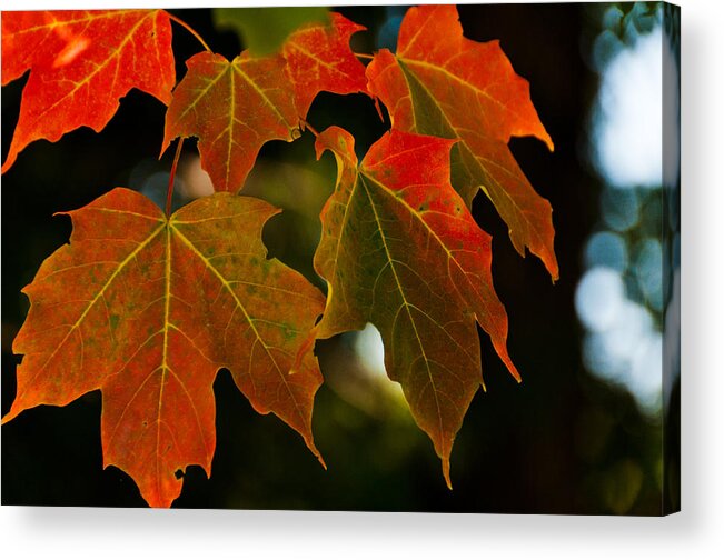 Landscape Acrylic Print featuring the photograph Autumn Glory by Cheryl Baxter