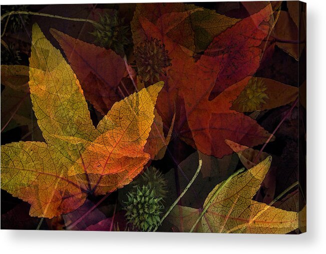 Collage Acrylic Print featuring the photograph Autumn Leaves Collage by Bonnie Bruno