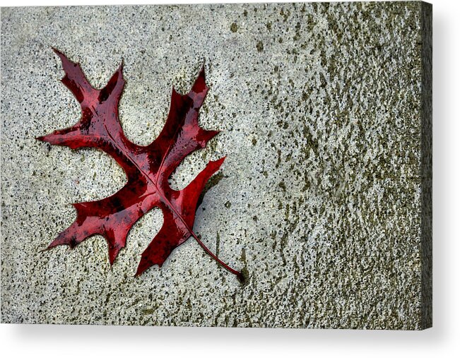 Oak Leaf Acrylic Print featuring the photograph Autumn Oak Leaf On Rainy Day by Tracie Schiebel