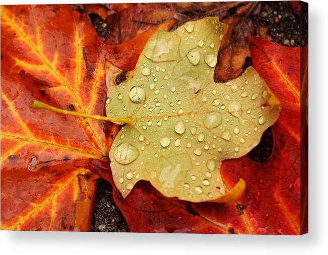 Leaves Acrylic Print featuring the photograph Autumn treasures by Matthew Green