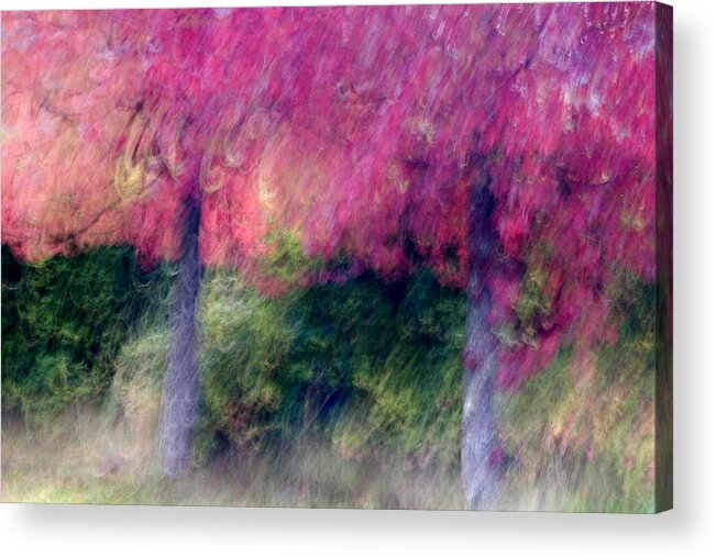Trees Acrylic Print featuring the photograph Autumn Trees by Carol Leigh